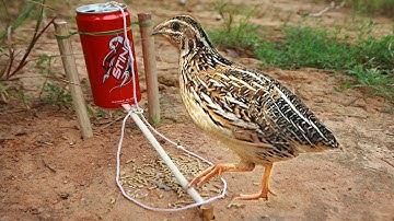 Easy Simple Wild  Quail Trap Using Coca Cola  Bottle