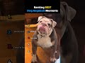 Ranking BEST Dog Ragebait Moments😂 #viral #shorts