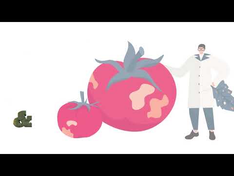 VIRTIGATION explained: Viral diseases in tomato & cucurbit VIRTIGATION explained: Viral diseases in tomato & cucurbit