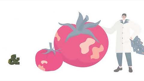 VIRTIGATION explained: Viral diseases in tomato & cucurbit