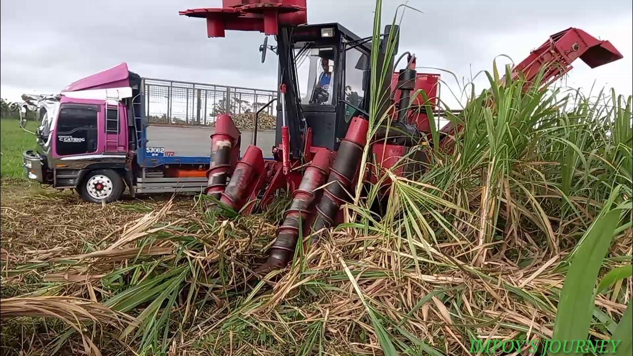 HOW SUGARCANE HARVESTED BY MACHINE IN THE PHILIPPINES YouTube