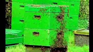 Пчеловодство. Ротационное разведение пчел часть3.(Э.Б)