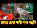       jaba bird rearing method in cage