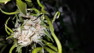 Organic Cannabis Homegrow Ep13 2023 2x2 2in1 4x2 AcInfinity tent Viparspectra xs1500/2000
