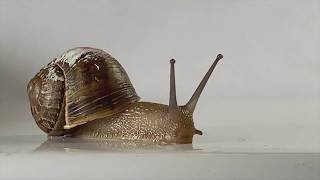 Snail Anatomy