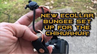 New ecollar bungee set up for Chihuahua