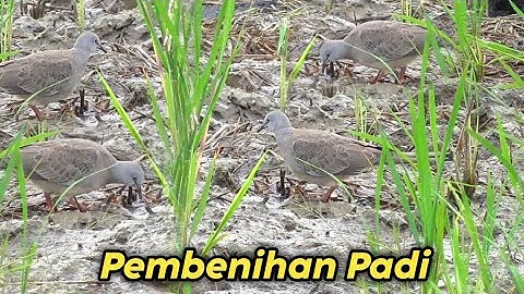 BERBURU TEKUKUR DI TEMPAT PEMBENIHAN PADI