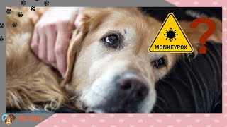 Can monkeypox infect my pet? and can it be worse? MyPets answer by My Pets 343 views 1 year ago 2 minutes, 51 seconds
