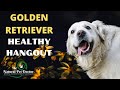 The Great Golden Retriever Healthy Hangout - How to help your Golden thrive naturally!