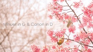 Minuet in G & Canon in D - โต๋ (Piano Cover) chords