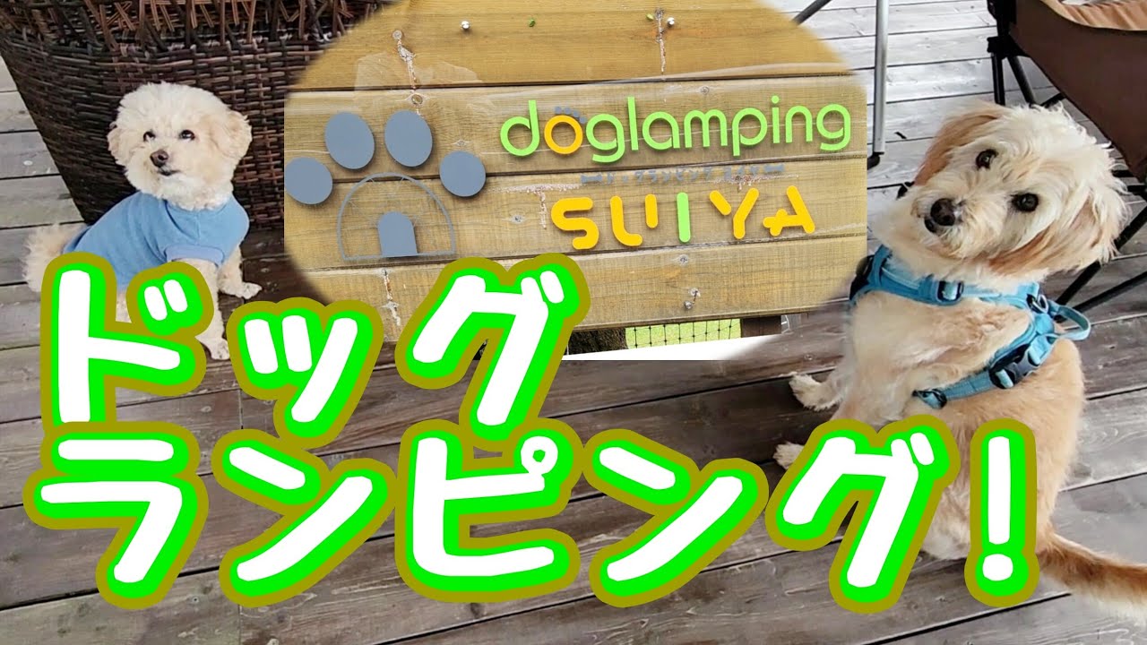 【四国で犬とグランピング！】自然の中で楽しい時間が過ごせました🐶ビショプーのポノ