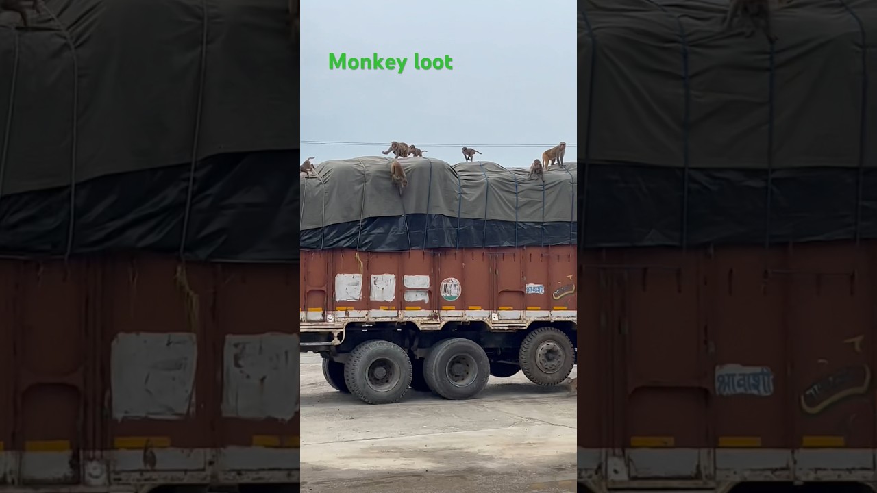 #monkey