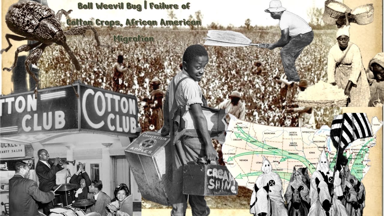 The Story of Boll Weevil | Failure of Cotton Crops, African American Migration, Harlem Renaissance