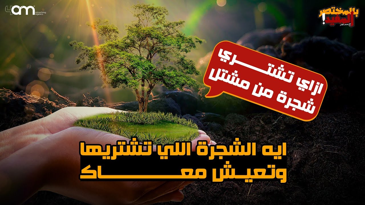 كيف تشتري شجرة من مشتل