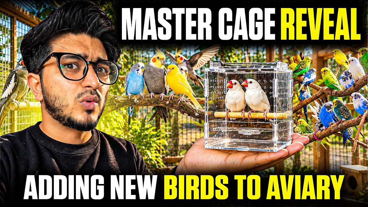 😨 MASTER CAGE REVEAL 🦜 | CAT 🐈 ATTACKED MY MASTER CAGE 😨 - YouTube