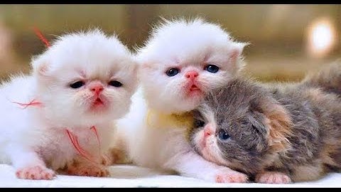 TUTORIAL || Konfigurasi WEB Server menggunakan Linux Ubuntu 18.04 LTS pada Virtualbox