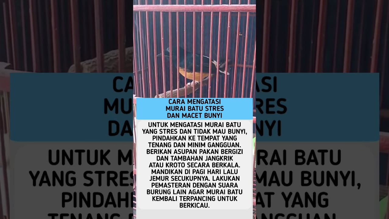 Cara Mengatasi Murai Batu Stres Dan Macet Bunyi 