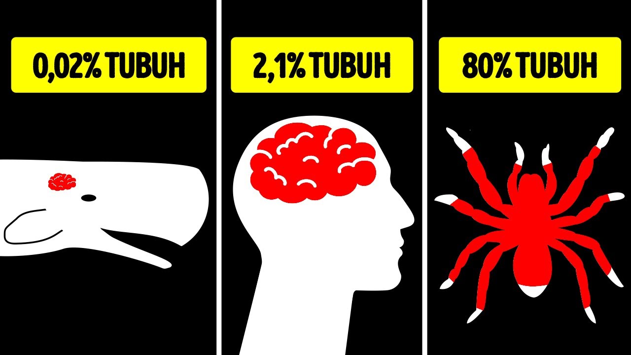 Ukuran Organ Hewan Paling Ekstrem: dari yang Terbesar hingga yang Terkecil