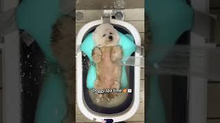Celebrity Does your dog enjoy baths?🛁 #Funny #usaus#fyp #dog #cute #pets Profile