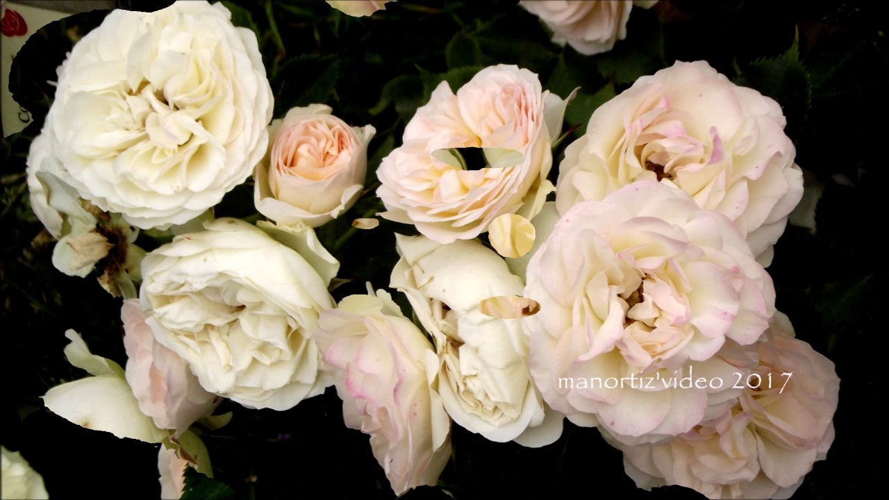 Rome Rose Garden,1812 Overture by Tchaikosvky  Петр Ильич Чайковский 1812 manortiz