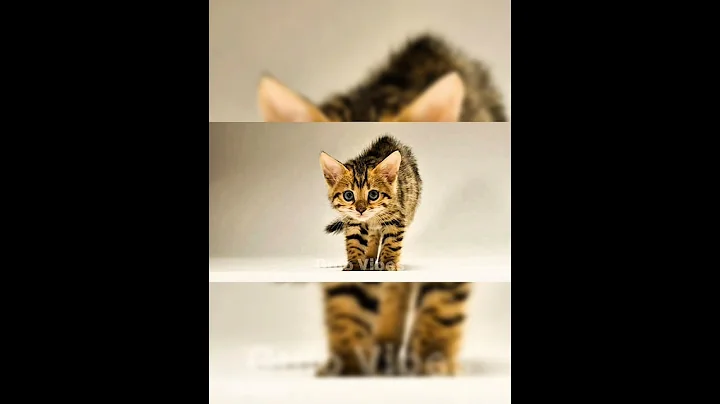 Video 10017411: leopard cat bengalcat, bengal leopard cat, bengalcat cat animal, sweet bengal cat