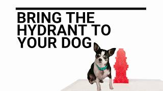 Rocky and Maggie's Pop Up Pee Pad Profile