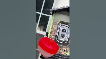 This Smart Bird Feeder Shows Birds Like Never Before!