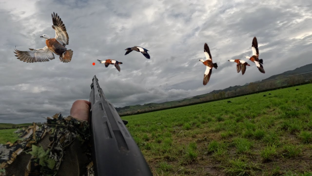 2025 CRAZY Morning Paradise duck shoot Nz!