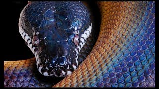 Python 3 Ejercicio de Funciones, listas y diccionarios