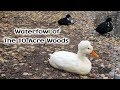Waterfowl of The 10 Acre Woods