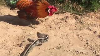 Rooster VS Snake: Who Will Win