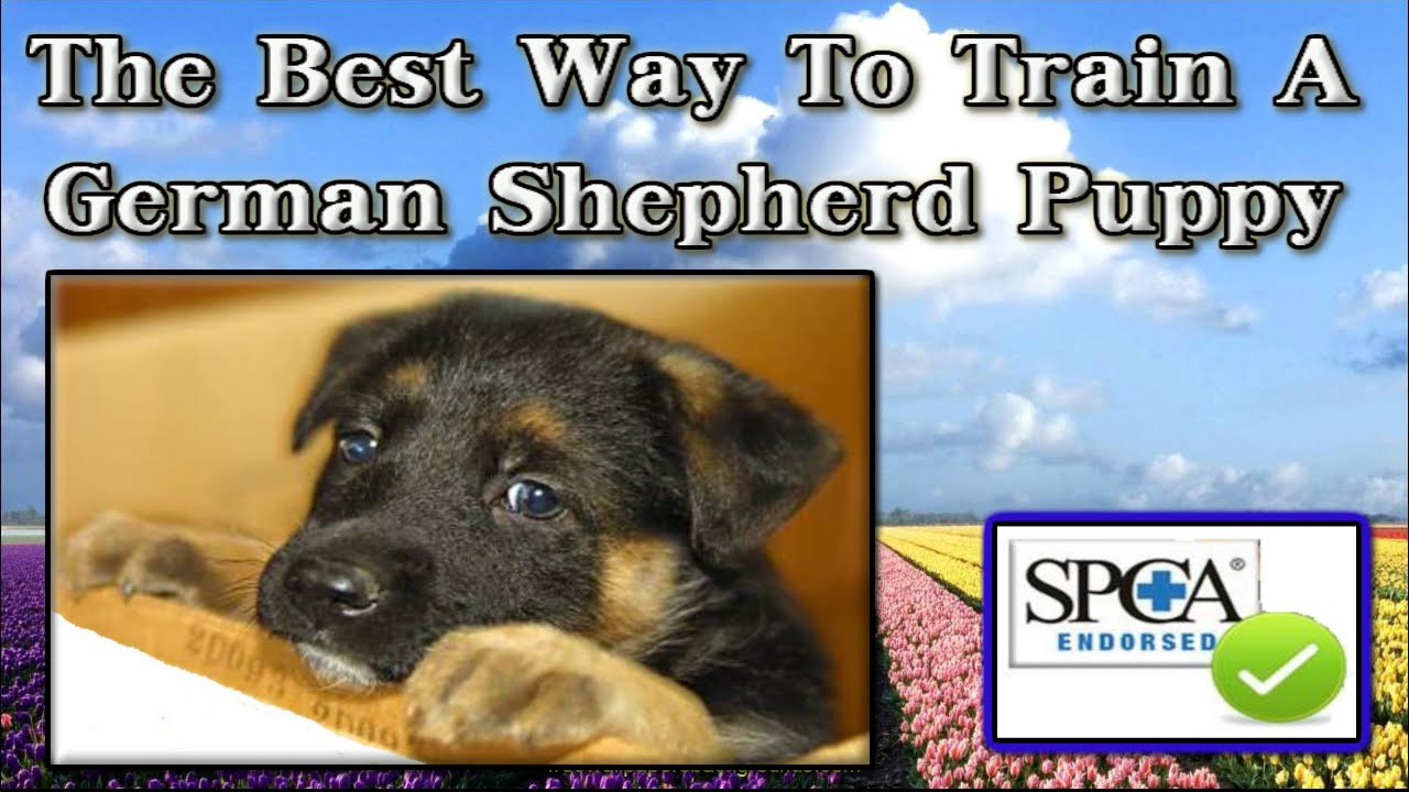 How To Train A German Shepherd Puppy [ QUICKLY ] Potty Train A German