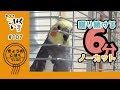 【おしゃべりマラソン】ゴハンの事ばかり話す食いしん坊のオカメインコこはくCockatiel Kohakuchan