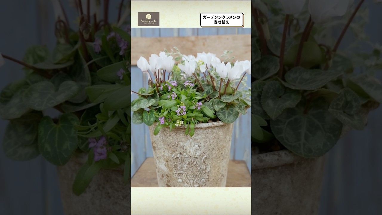 Garden Cyclamen Planting] Make a difference with color