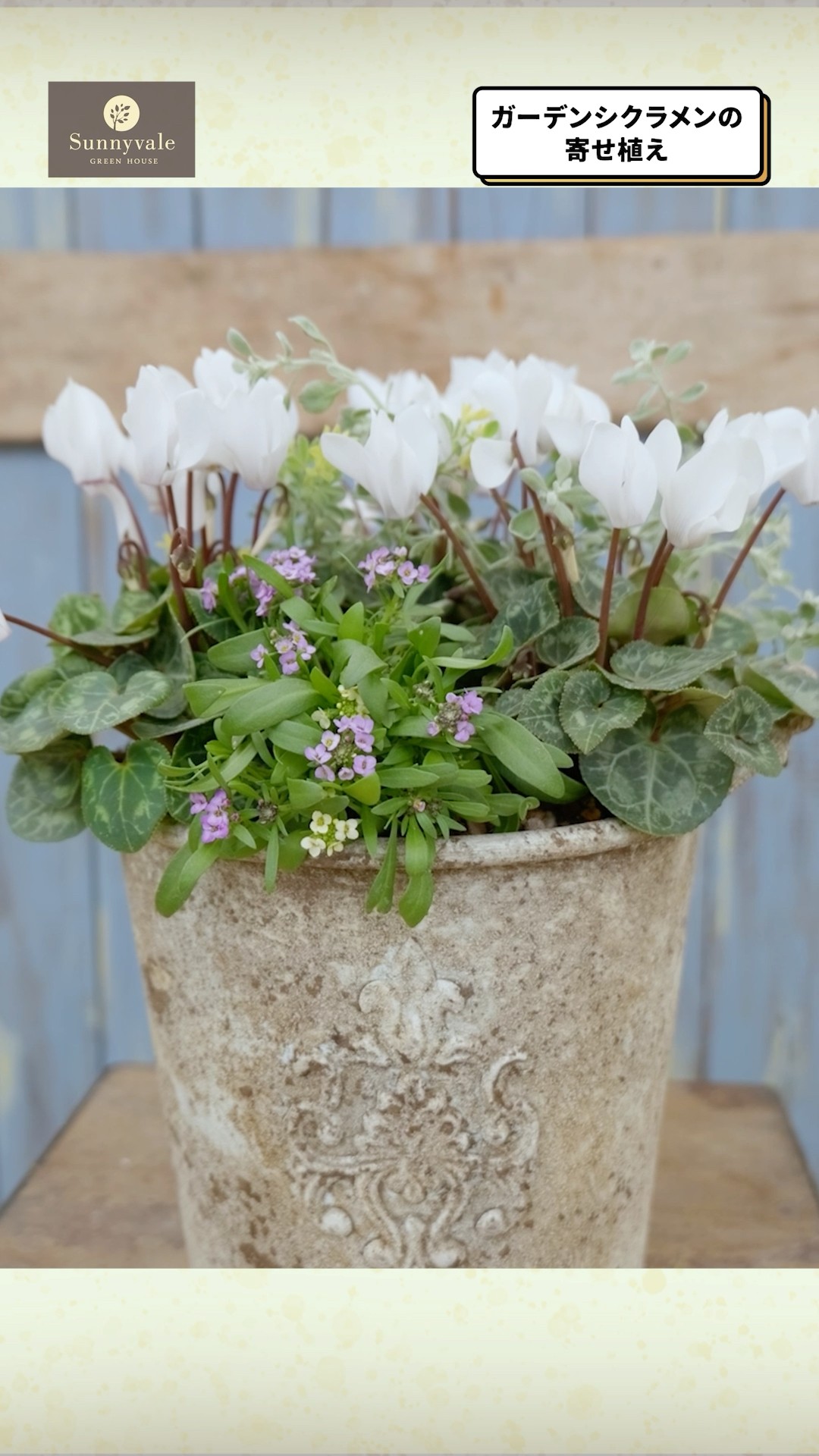 Garden Cyclamen Planting] Make a difference with color