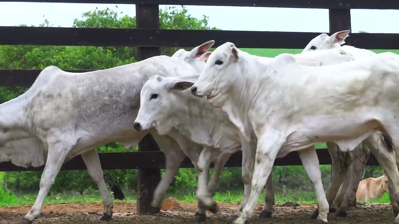 LOTE 35 23483, 21439, 23252, 23669, 21434