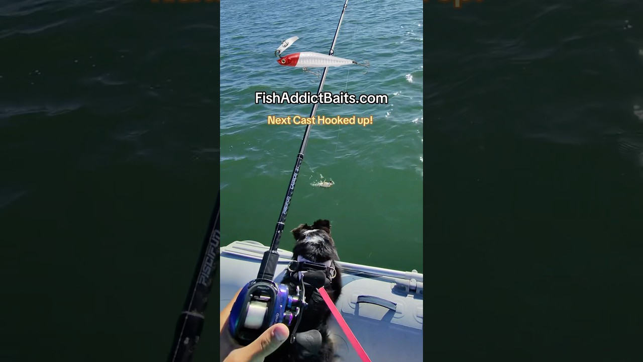 Hooked up next cast! FishAddictBaits.com 