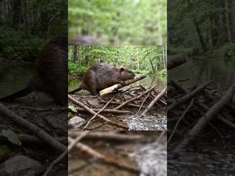 Зачем бобры строят плотины? #бобёр , #castor