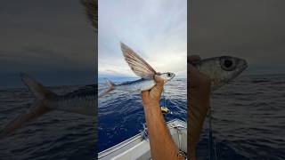 Flying Fish Gliding Above the Ocean 🌊 #FlyingFish #OceanCreatures
