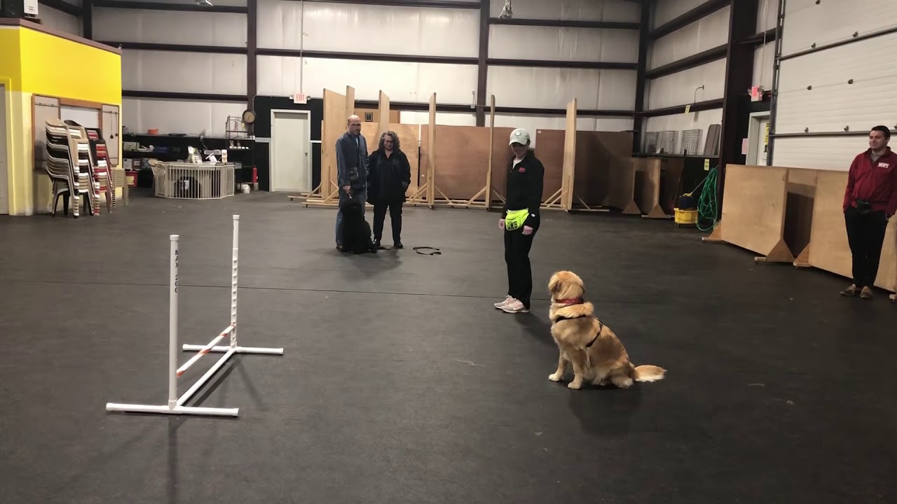 Pack of Paws Agility Lateral lead outs YouTube
