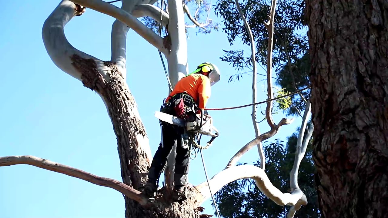 Melbourne Tree Stump Removal introduction video - YouTube