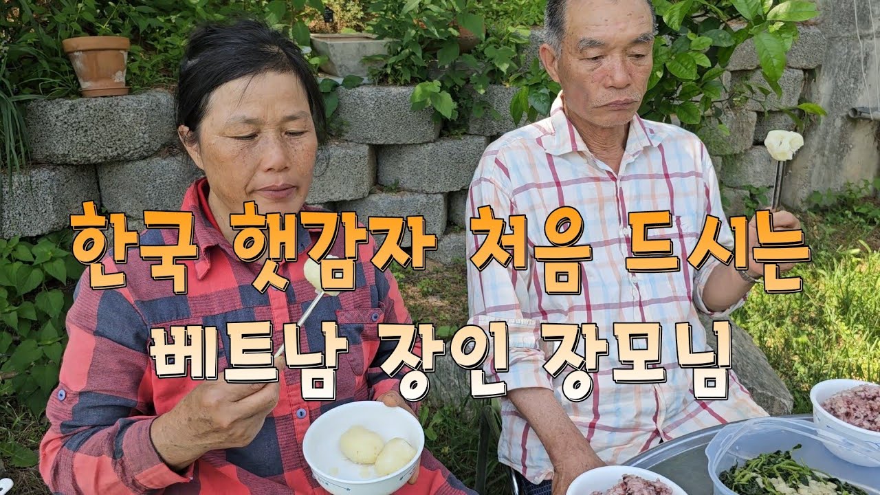한국 햇감자 처음 드시는 베트남 장인 장모님