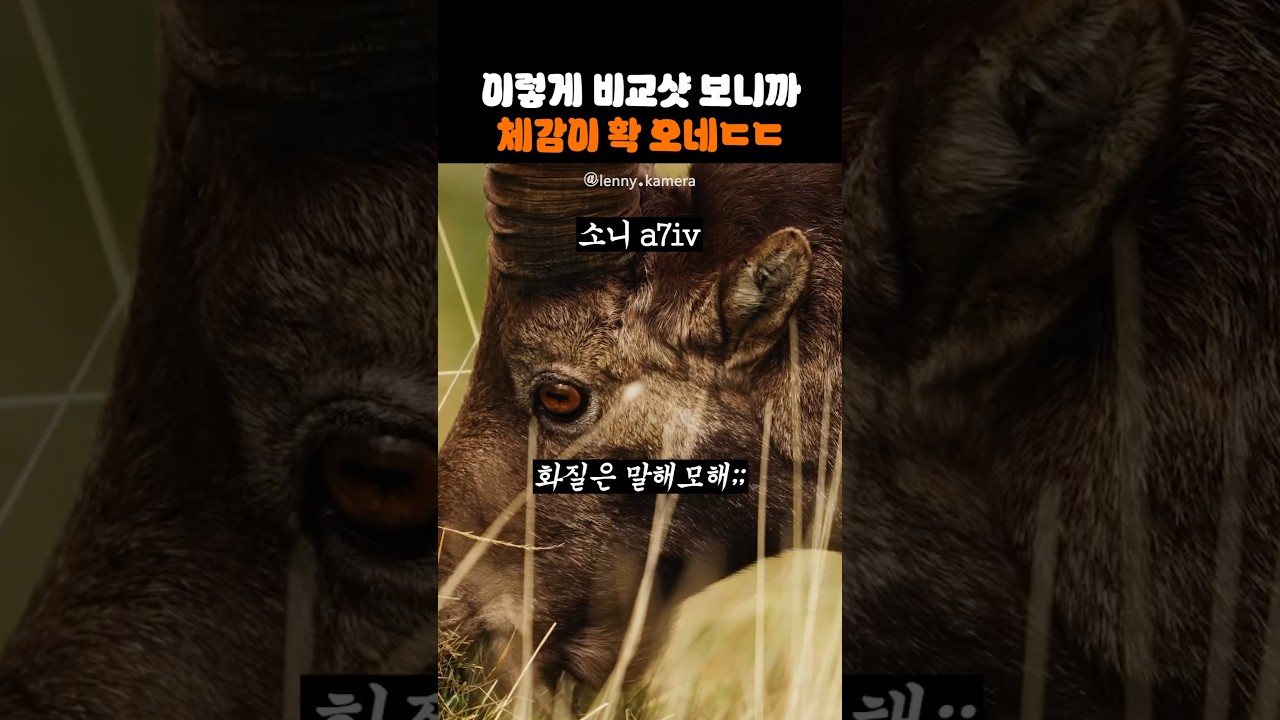 이렇게 비교샷 보니까 체감이 확 오네ㄷㄷ