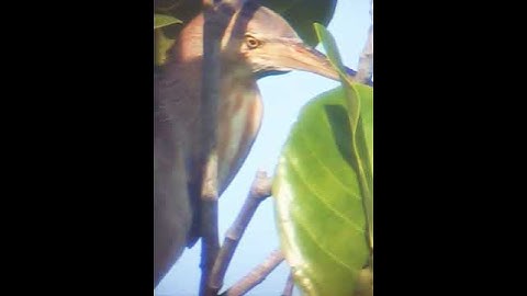 Cò rán - cò lửa 2