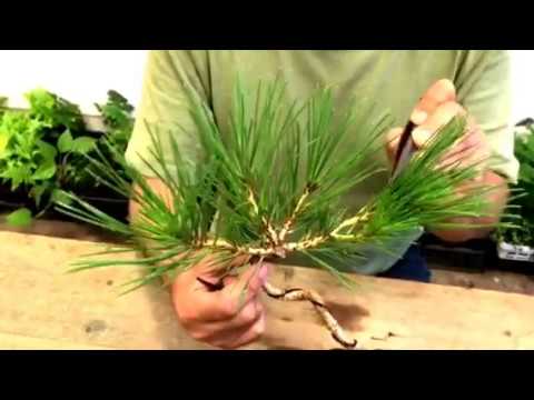 初心者でも分かり易い 黒松 赤松の芽切りの方法 Youtube