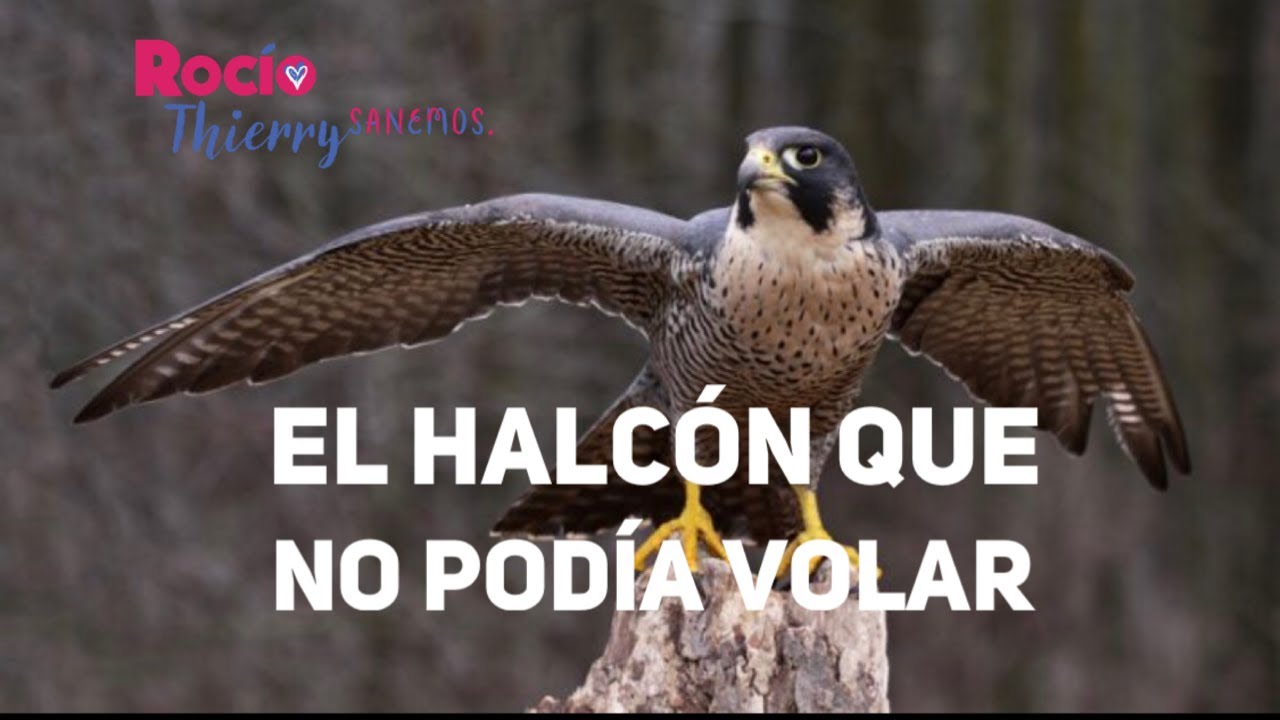 El Halcon Que No Podia Volar