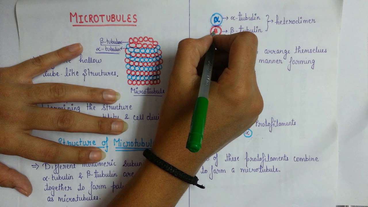 introduction to microtubules, their structure and function