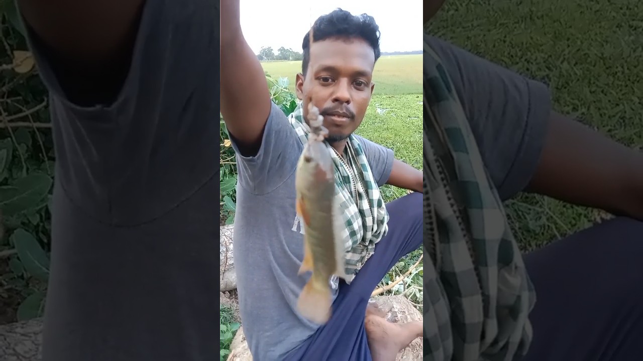 Odisha ke desi tilapia fish🙏🙏🤝🤝👌🤲🤲🥰👍 YouTube