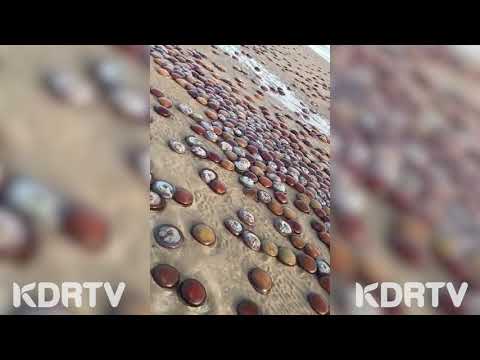 Jelly Fish die in millions along the coastline of Tanzania