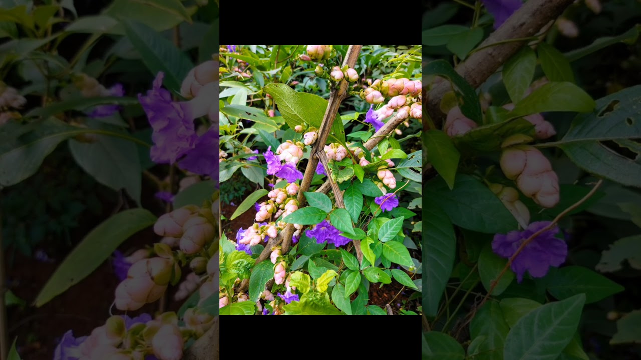 𝘚.𝘊𝘢𝘭𝘭𝘰𝘴𝘢 𝘴𝘩𝘳𝘶𝘣 𝘒𝘢𝘳𝘷𝘪 